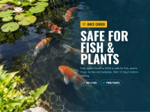 Koi swimming past water lilies in a clear pond: once cured, PondPro 2000 pond sealer is safe for fish and plants