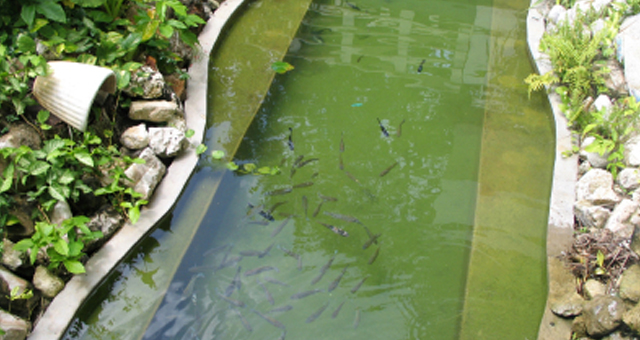Liquid Liner Should Be A Basic For Any Pond Repair Kit