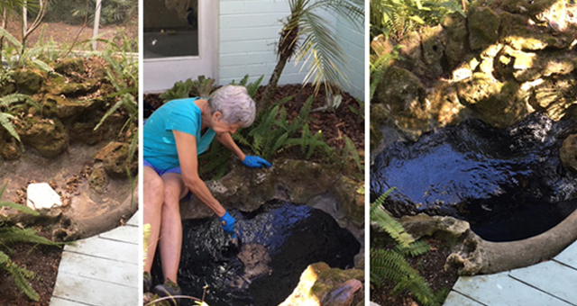 Regular Fish Pond Maintenance Tips