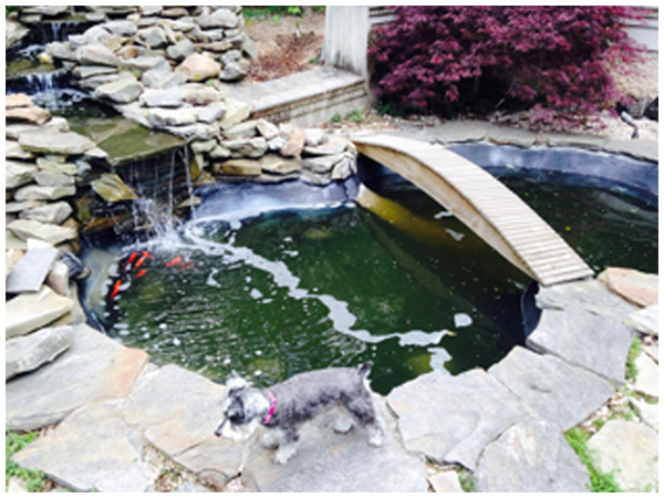 Pond Liner Repair: Finding the Leak